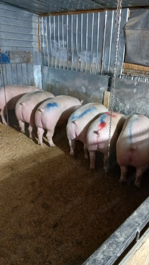 De vazate apelati cu an credere. - imagine 3