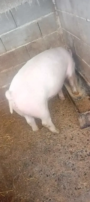 De vanzare Marele Alb - imagine 3