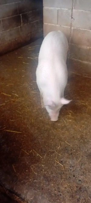 De vanzare Marele Alb - imagine 2