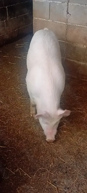 De vanzare purcica Marele Alb