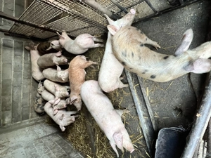 Vand purcei - 65kg - 700Lei bucata