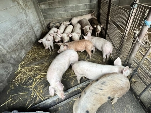 Vand purcei - 65kg - 700Lei bucata - imagine 2