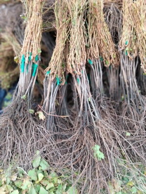 butași de vie altoita cu soiuri de masă și de vin rezistente climei din țara noastră soiuri româneș  - imagine 2