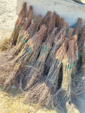 butași de vie altoita cu soiuri de masă și de vin rezistente climei din țara noastră soiuri româneș  - imagine 3