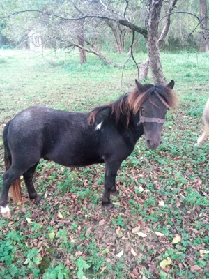 Pereche ponei tineri  - imagine 2