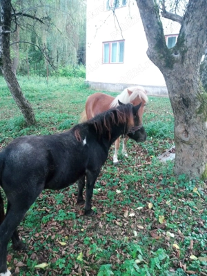 Pereche ponei tineri  - imagine 5