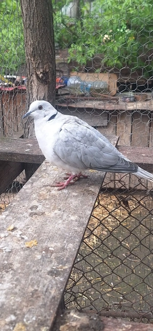 vand porumbei de rasa si turturele - imagine 4