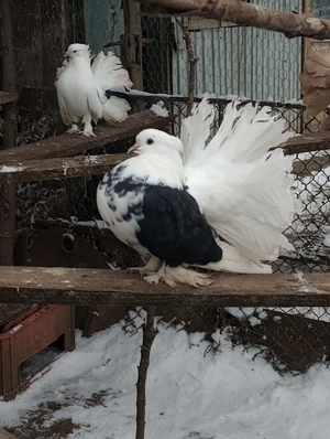 vand porumbei de rasa si turturele - imagine 3