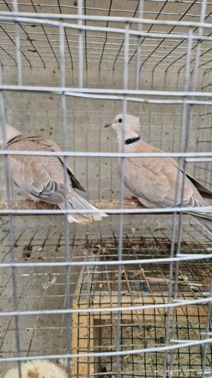 vand porumbei de rasa si turturele - imagine 2