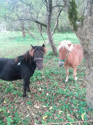 Pereche ponei tineri  - imagine 3