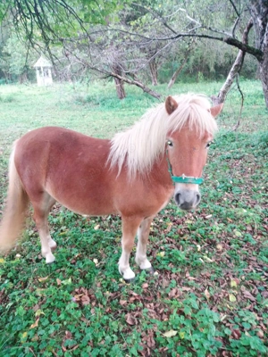 Pereche ponei tineri 