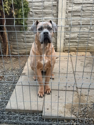 Disponibilă femelă Cane Corso, talie mare 56 kg, Varsta 1 an si 6 luni - imagine 4