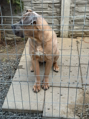 Disponibilă femelă Cane Corso, talie mare 56 kg, Varsta 1 an si 6 luni - imagine 3