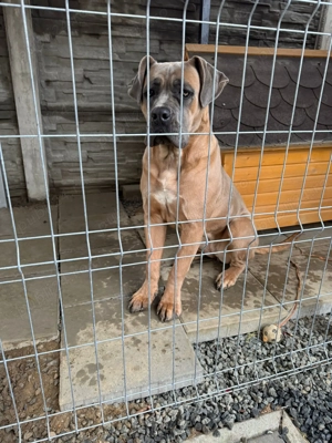 Disponibilă femelă Cane Corso, talie mare 56 kg, Varsta 1 an si 6 luni - imagine 2