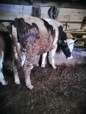 Vând vițel hostai  - imagine 2