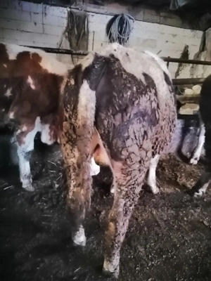 Vând vițel hostai  - imagine 4