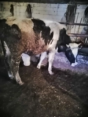 Vând vițel hostai  - imagine 3