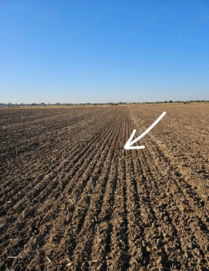 Teren intravilan 1 Decembrie jud Ilfof  - imagine 2