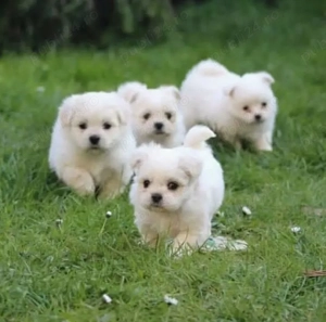 pui de maltez - imagine 2