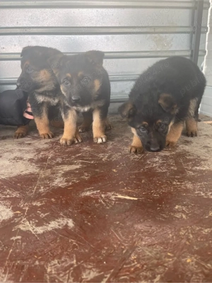 pui ciobanesti german