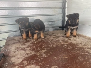 ciobanesc german - imagine 5