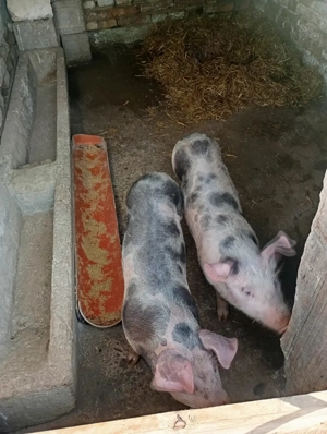 De vânzare o perechie de purcei