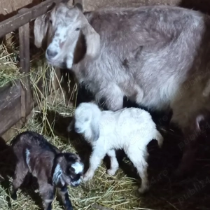 țap de vânzare  - imagine 2