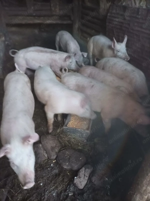 Vand 8 porci aproximativ 45 kg - imagine 2