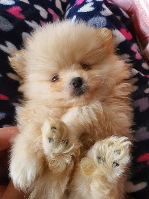 pomeranian 