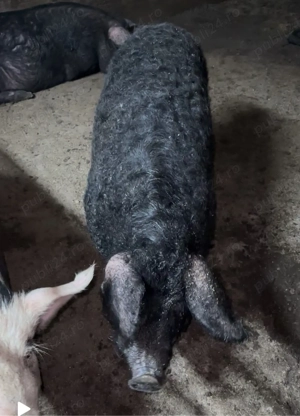 mangalita de vânzare