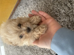 Maltipoo mini toy  - imagine 3