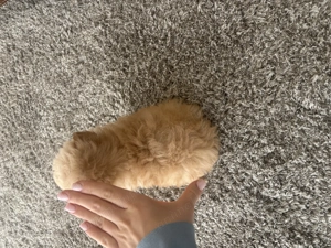 Maltipoo mini toy 