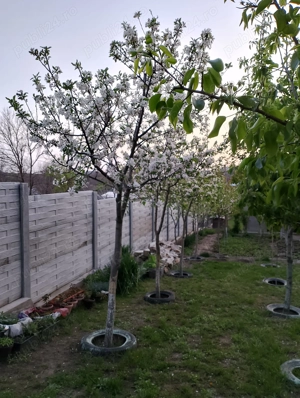 Casa 9 camere 149mp + teren 509 mp - imagine 6