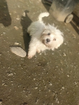 Vând cățel bichon maltez de rasa cățelul este feți are și carnet și are 2 vaccinuri 