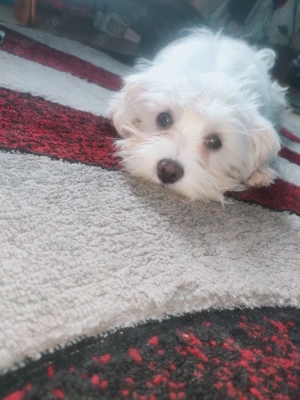 Vând cățel bichon maltez de rasa cățelul este feți are și carnet și are 2 vaccinuri  - imagine 3