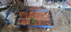 Cușcă pentru iepuraș 