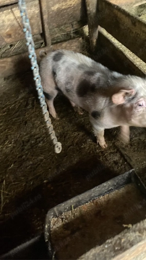 Schimb cu mașină! - imagine 4