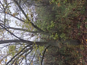 Vând 2 nuci pt diverse proiecte 