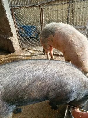 Vând scrofițe pt însămânțare,au între 80-100 kg detalii la tel. .