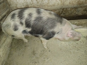 porci de carne  - imagine 2