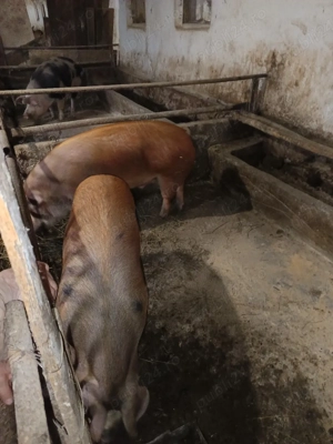 porci de carne  - imagine 4