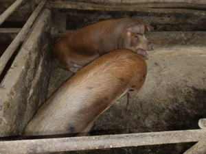 porci de carne  - imagine 3