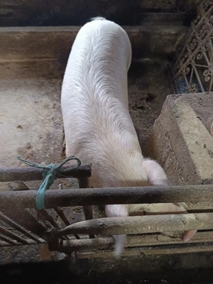 porci de carne  - imagine 5