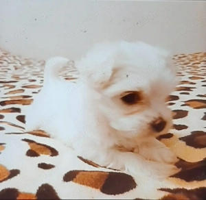 Vand bichon maltez mini toy baiat 6 Saptqmani