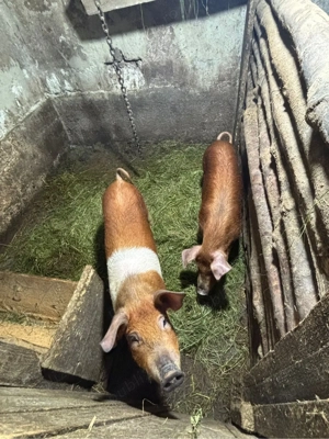 Purceii de vanzare  - imagine 2