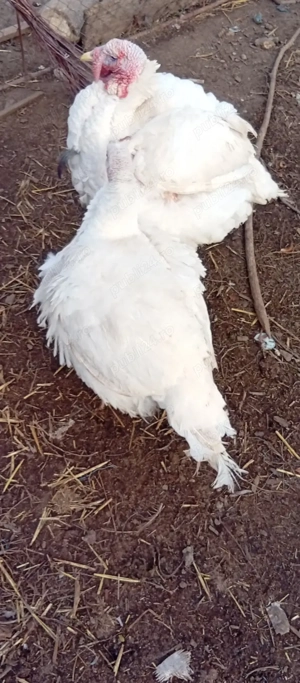 Curcan și curca de vînzare un Bălcești,Gorj  - imagine 2