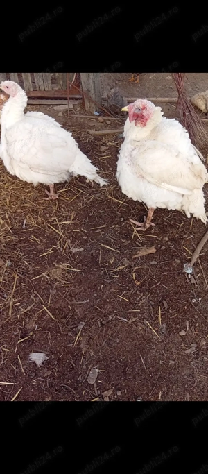 Curcan și curca de vînzare un Bălcești,Gorj 