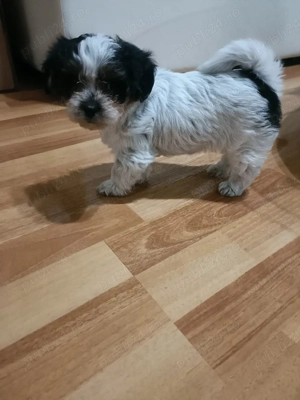  donez catelusa iubitoare si jucausa cauta familie  - imagine 2