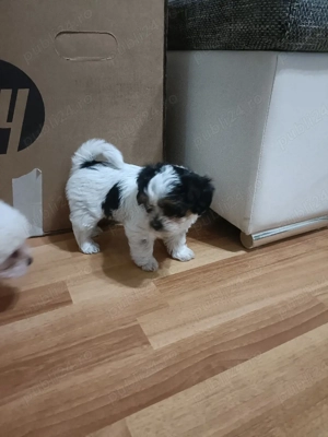  donez catelusa iubitoare si jucausa cauta familie  - imagine 3