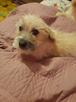 caței spre adopție - imagine 3